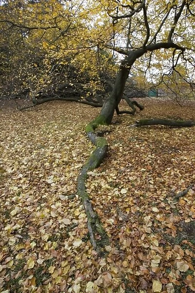 Branch of Beech tree in Autumn Areley Arboretun Worcestershire UK