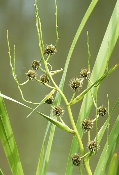 Branched Bur-reed Plant