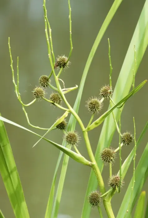 Framed Print : Branched Bur-reed Plant Framed Print : Branched Bur-reed Plant