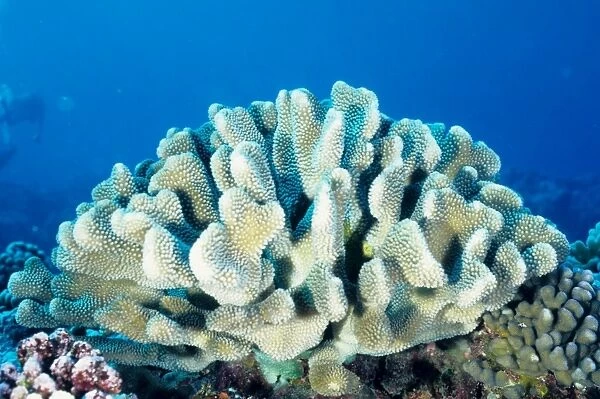 This branching hard coral (Pocillopora eydouxi) is unusual because its sperm fertilise its eggs inside the colonly whereas fertilisation in most hard corals happens outside the colony in the water