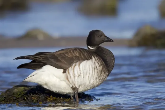 Framed Print : Brant / Brent Goose - winter. January at Barnegat Light, New Jersey, USA Framed Print : Brant / Brent Goose - winter. January at Barnegat Light, New Jersey, USA
