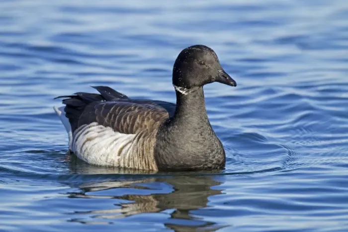 Framed Print : Brant Goose - in winter. Barnegat Light, NJ. USA Framed Print : Brant Goose - in winter. Barnegat Light, NJ. USA