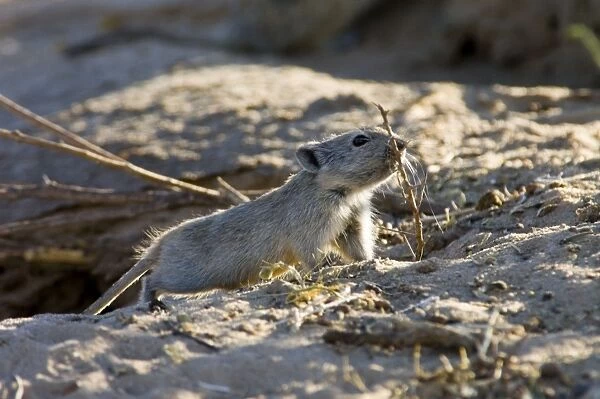 Brants's Whistling Rat - Carrying sticks to burrow. Feed on leaves of succulents and other green plant food, also seeds and flowers. Diurnal species, commonly living in colonies. Inhabits arid, sandy environments. Endemic in southern Africa