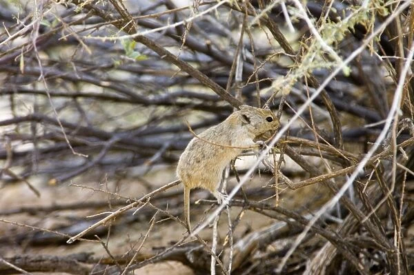 Brants's Whistling Rat - Climbing into bush to collect twigs. Feed on leaves of succulents and other green plant food, also seeds and flowers. Diurnal species, commonly living in colonies. Inhabits arid, sandy environments