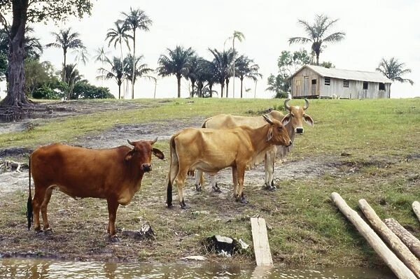 Brazil - cleared riveredge forest in amazonia for cattle ranching. Amazonia, Brazil, South America