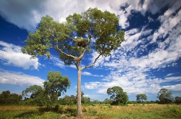 Brazil FG 12403 Tree with jabiru nest, Mato Grosso North Pantanal. © Francois Gohier  /  ardea. com
