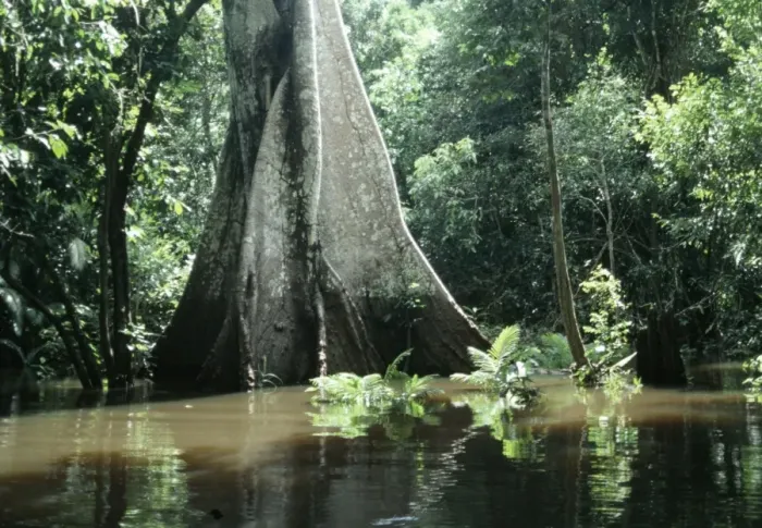 Framed Print : Brazil - flooded forest, Amazon Framed Print : Brazil - flooded forest, Amazon