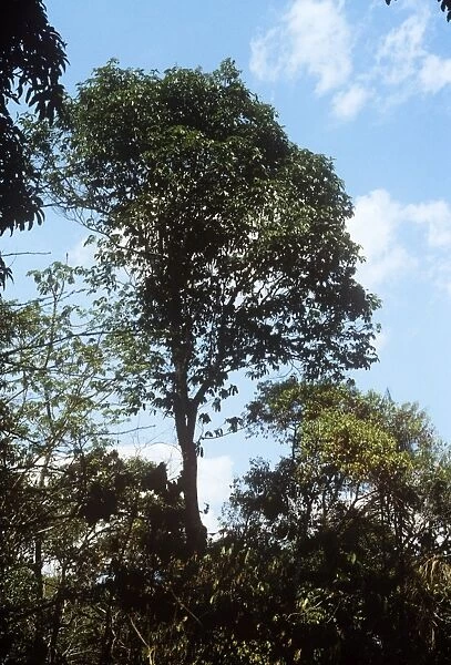 Brazil-nut Tree Brazil