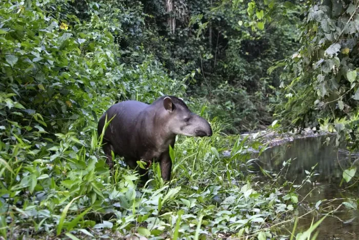 Framed Print : Brazilian tapir Family: Tapiridae Manu Wildlife Centre Peru Framed Print : Brazilian tapir Family: Tapiridae Manu Wildlife Centre Peru
