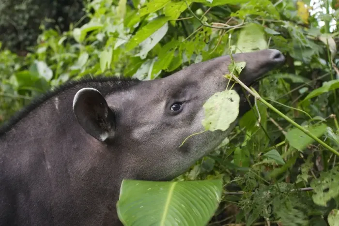Framed Print : Brazilian Tapir Manu Wildlife Centre Peru Framed Print : Brazilian Tapir Manu Wildlife Centre Peru