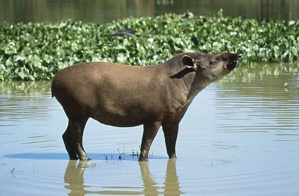 Brazilian Tapir South America