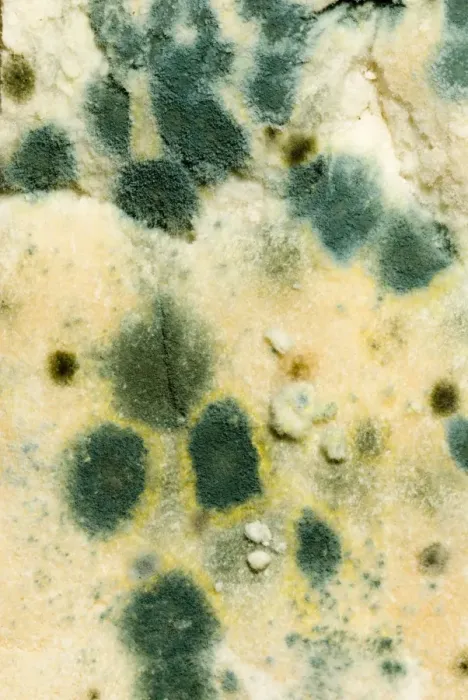 Framed Print : Bread - mould growing on stale white bread, close up Framed Print : Bread - mould growing on stale white bread, close up