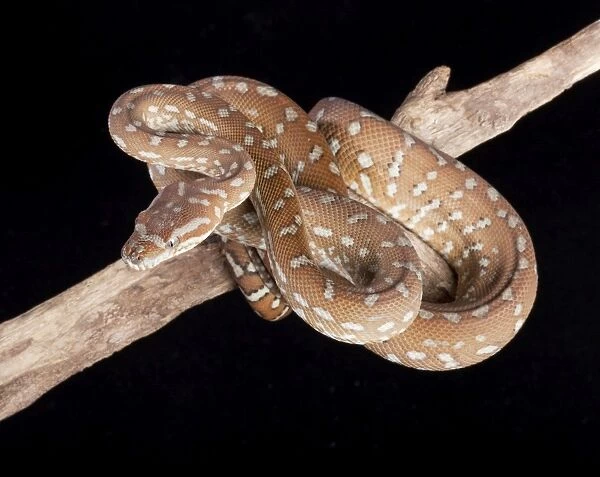 Bredl Python - Australia