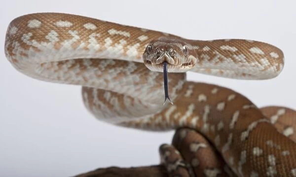 Bredl Python - intimidation posture - Australia