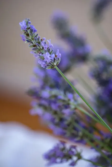 Framed Print : Bremerton, Washington State, USA. Lavender sprig. Date: 15-07-2020 Framed Print : Bremerton, Washington State, USA. Lavender sprig. Date: 15-07-2020