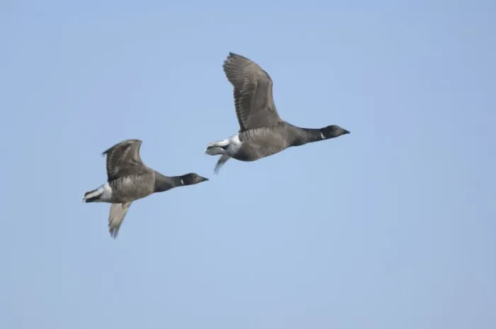 Framed Print : Brent Geese - two in flight Framed Print : Brent Geese - two in flight