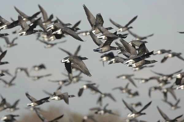 Brent Geese - flock in flight
