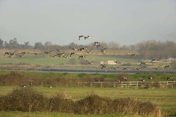 Brent Geese - Flying over Grazing Marshes Branta bernicla East Mersea Island Essex, UK BI012948