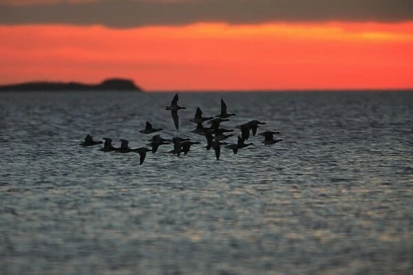 Brent Geese - flying across Lindisfarne National Nature Reserve at dawn, Northumberland, autumn, England