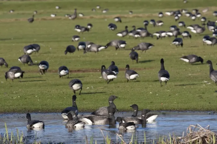 Framed Print : Brent Geese - grazing in field - Devon - Engalnd - UK Framed Print : Brent Geese - grazing in field - Devon - Engalnd - UK