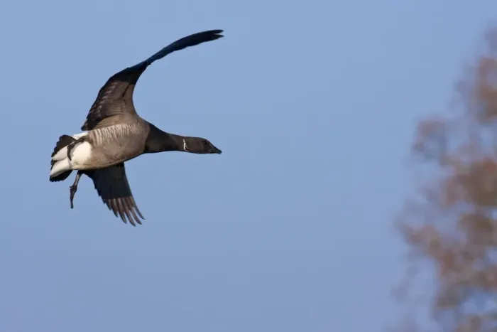 Framed Print : Brent Goose - adult in flight coming in to land, Devon, England, UK Framed Print : Brent Goose - adult in flight coming in to land, Devon, England, UK