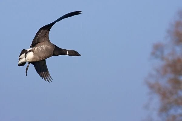 Brent Goose - adult in flight coming in to land, Devon, England, UK