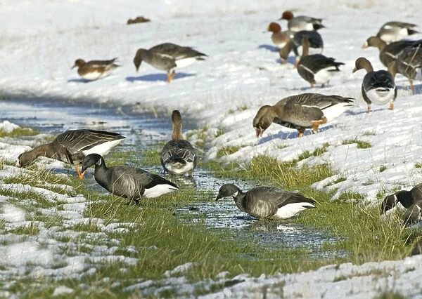 Brent Goose - Feeding on snow covered marshland with -White-rfonted Geese- {Anser albifrons }- North Norfolk UK