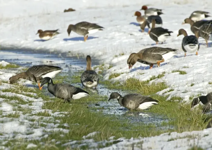 Framed Print : Brent Goose - Feeding on snow covered marshland with -White-rfonted Geese- {Anser albifrons }- North Norfolk UK Framed Print : Brent Goose - Feeding on snow covered marshland with -White-rfonted Geese- {Anser albifrons }- North Norfolk UK
