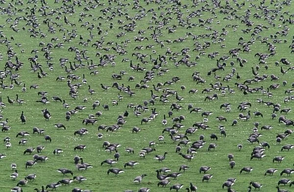 Brent GOOSE - flock feeding on coastal meadow