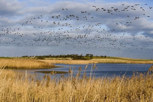 Brent Goose - Flock flying overlake and reedbeds -Norfolk UK