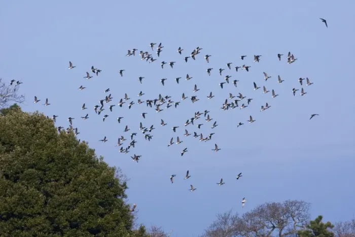 Framed Print : Brent goose - a flock of geese moving off to feeding grounds, Devon, England, UK Framed Print : Brent goose - a flock of geese moving off to feeding grounds, Devon, England, UK