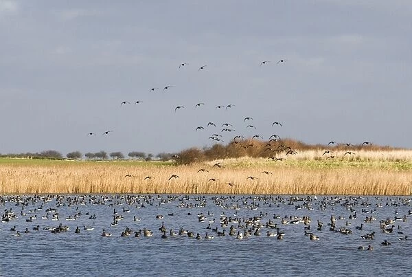 Brent Goose - Flock on water others landing in - For a drink and wash - Nofolk UK