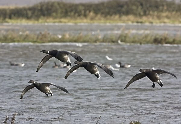 Brent Goose - Flying over flooded marshland by salt water -Salthouse - North - Norfolk UK