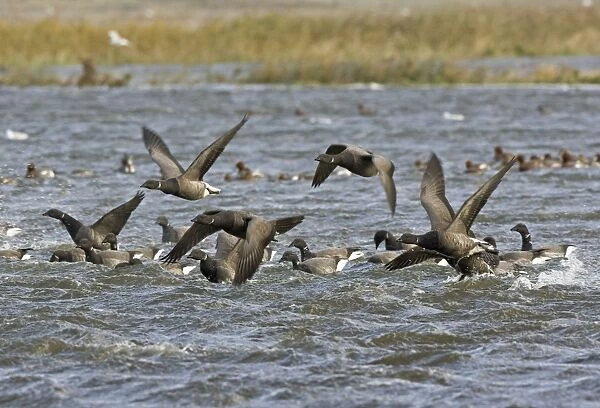Brent Goose - Flying swimming over flooded marshland by salt water -Salthouse - North - Nofolk UK