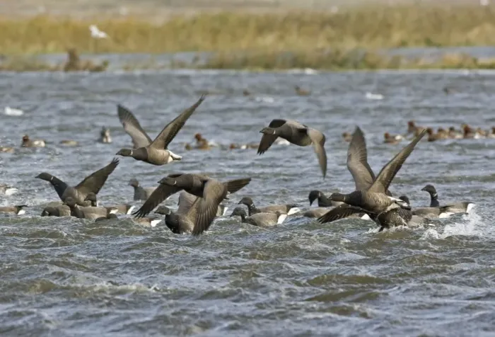 Framed Print : Brent Goose - Flying swimming over flooded marshland by salt water -Salthouse - North - Nofolk UK Framed Print : Brent Goose - Flying swimming over flooded marshland by salt water -Salthouse - North - Nofolk UK