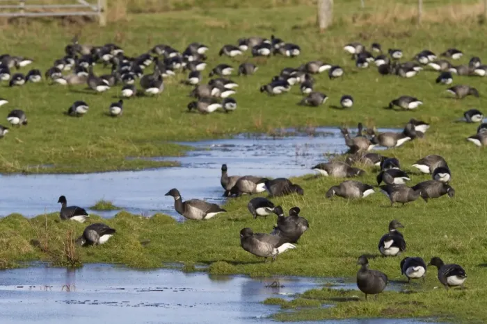 Framed Print : Brent Goose - Large flock of geese grazing on flooded grassland next to the coast. Norfolk, UK Framed Print : Brent Goose - Large flock of geese grazing on flooded grassland next to the coast. Norfolk, UK