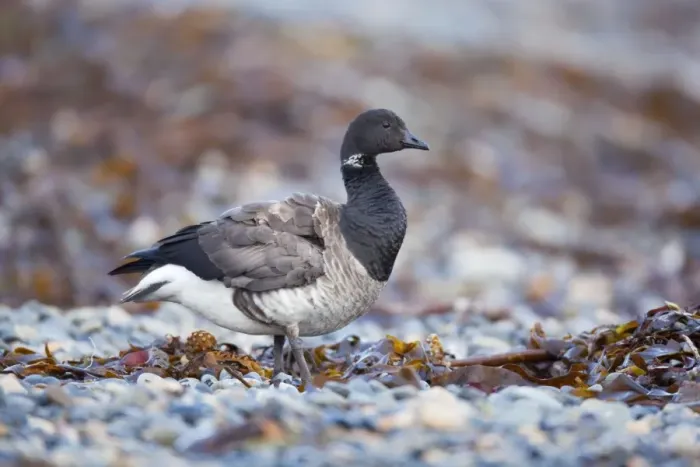 Framed Print : Brent Goose - Newlyn - Cornwall - UK Framed Print : Brent Goose - Newlyn - Cornwall - UK