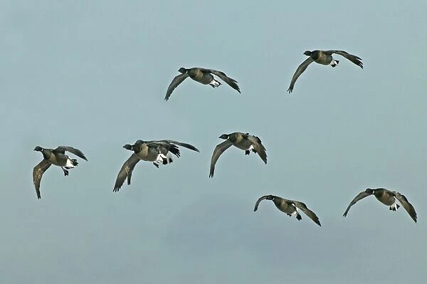 Brent Goose small flock in flight