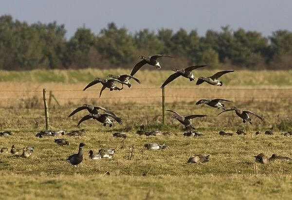 Brent Goose - Small flock landing in grassfield - North Norfolk UK
