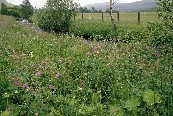 Brerechan Hay Meadow - with Wood Cranes-bill Tayside, Scotland