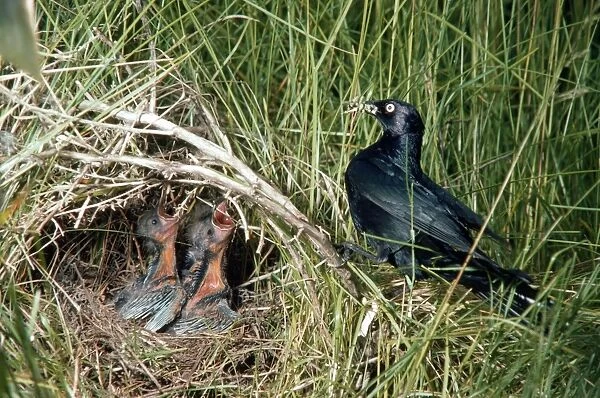 Brewers Blackbird - adult feeding young at nest