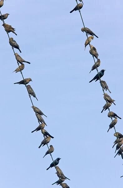 Brewer's Blackbirds - mainly immatures gathered on telephone wire, winter; Central Valley, California