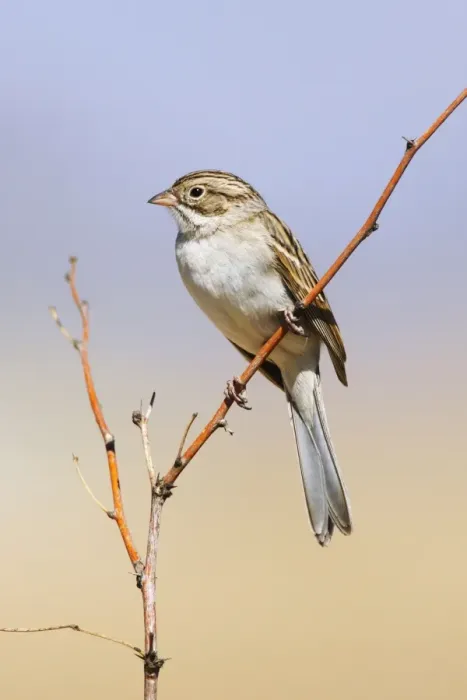 Framed Print : Brewer's Sparrow Framed Print : Brewer's Sparrow