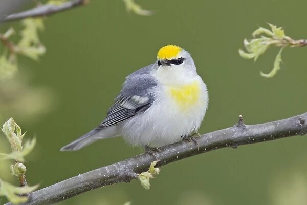 Brewster's Warbler. Hybrid between Blue-winged Warbler, Vermivora pinus and a Golden-winged Warbler, Vermivora chrysoptera. First generation. Connecticut USA in May