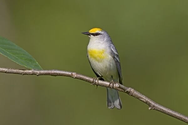 Brewster's Warbler - hybrid between Blue-winged Warbler (Vermivora pinus) and a Golden-winged Warbler (Vermivora chrysoptera) - possible female - June in Connecticut - USA
