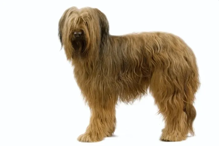Framed Print : Briard / Berger de Brie Framed Print : Briard / Berger de Brie