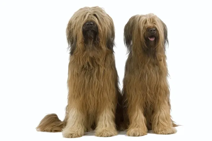 Framed Print : Briard / Berger de Brie Framed Print : Briard / Berger de Brie