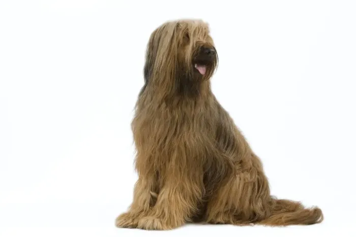 Framed Print : Briard / Berger de Brie Framed Print : Briard / Berger de Brie