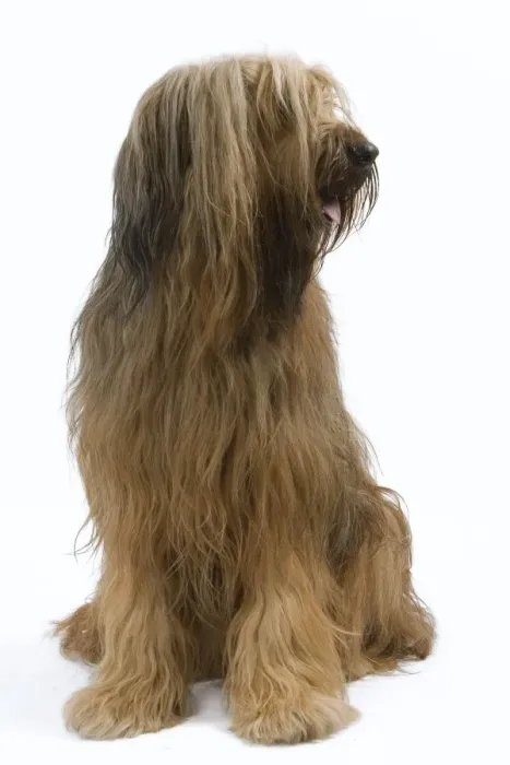 Framed Print : Briard / Berger de Brie Framed Print : Briard / Berger de Brie