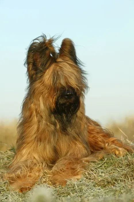 Framed Print : Briard Dog Framed Print : Briard Dog